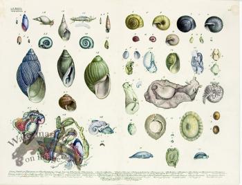 Goldfuss Shells and Molluscs pl 435